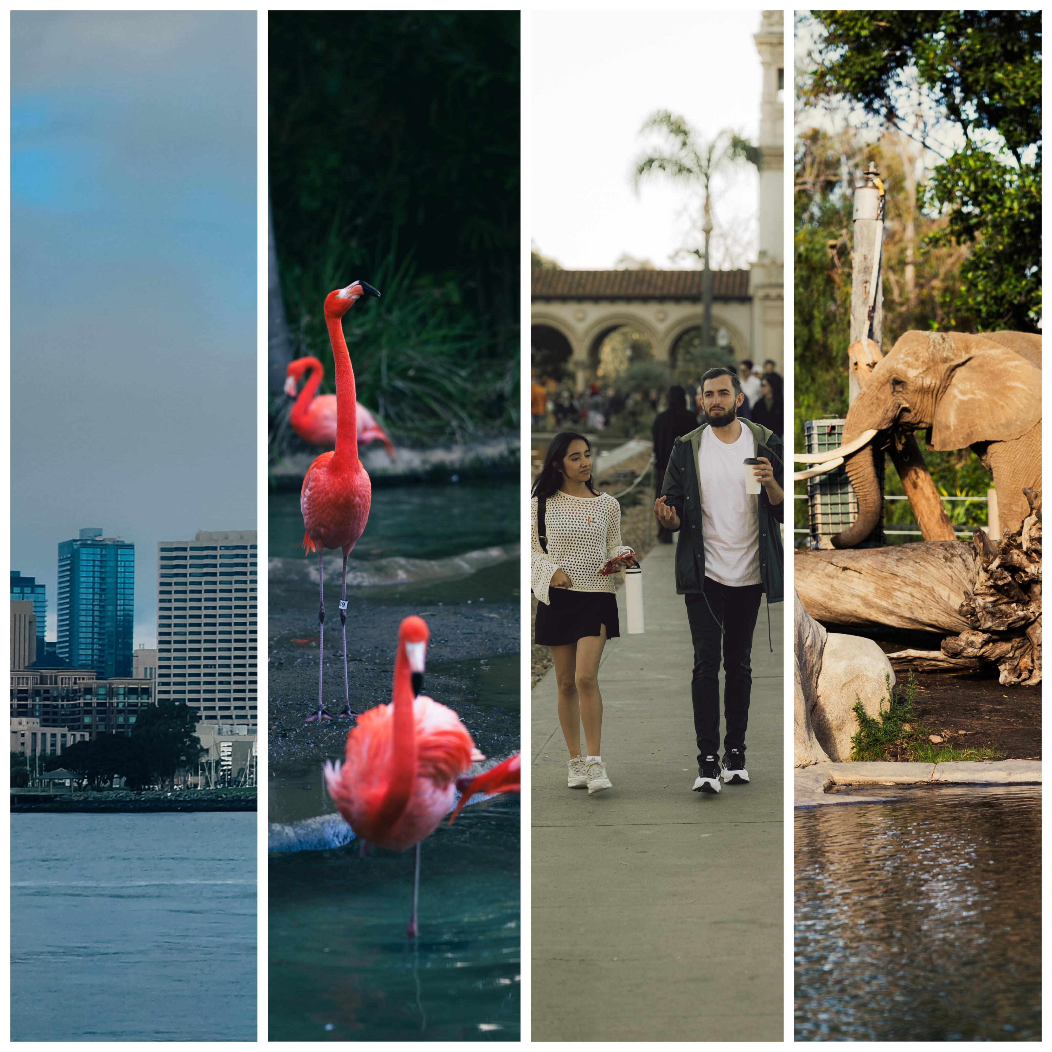 December photos from San Diego